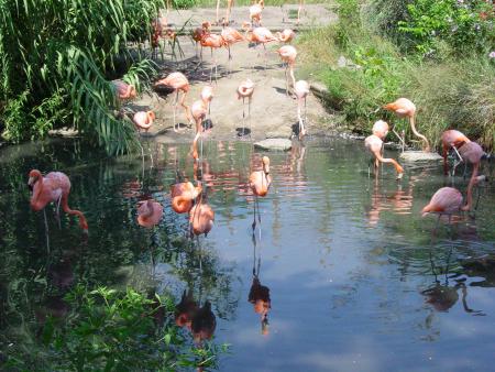 zoo
